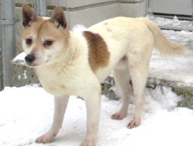 犬の写真